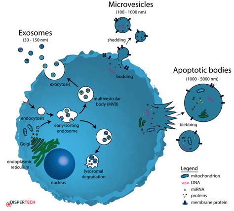 biotechniques 2016 prada|Extracellular Vesicle Docking at the Cellular Port: Extracellular .